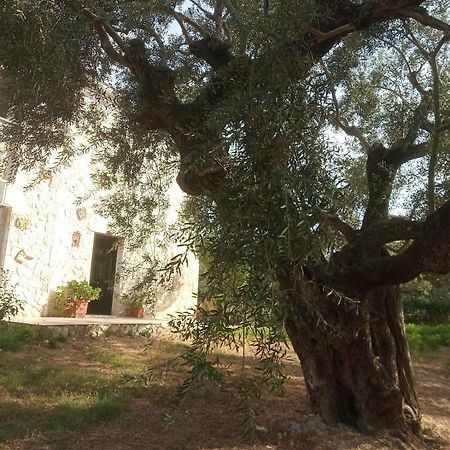 查加基恩Olive Trees别墅 外观 照片