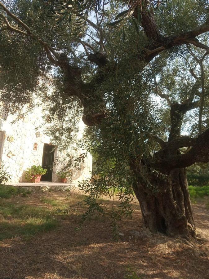查加基恩Olive Trees别墅 外观 照片