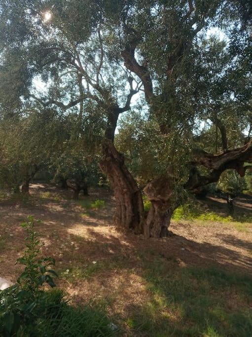 查加基恩Olive Trees别墅 外观 照片